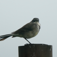 Pliszka obrożna - Motacilla capensis - Cape Wagtail