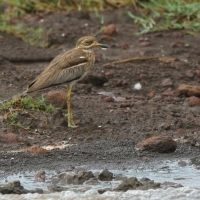 Kulon nadwodny - Burhinus vermiculatus - Water Thick-knee