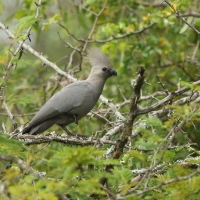 Hałaśnik szary - Corythaixoides concolor - Grey Go-away-bird