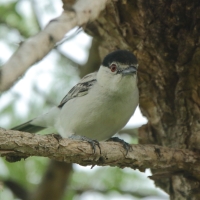 Turniurzyk srokaty - Dryoscopus cubla - Black-backed Puffback
