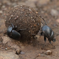 Skarabeusze.