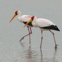 Dławigad afrykański - Mycteria ibis - Yellow-billed Stork