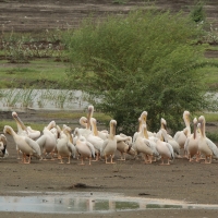 Pelikan różowy - Pelecanus onocrotalus - Great White Pelican