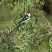 Wdówka białobrzucha - Vidua macroura - Pin-tailed Whydah
