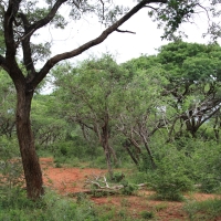 Park Narodowy Ndumo.
