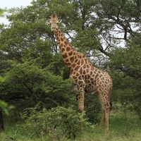 Żyrafa w Parku Narodowym Mkhuze.