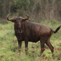 Gnu w Parku Narodowym Mkhuze.