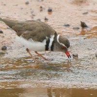 Sieweczka śniada - Charadrius tricollaris - Three-banded Plover