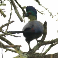 Turak rdzawy - Gallirex porphyreolophus - Purple-crested Turaco