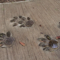 Ślady hoipopotama odciśnięte w betonie.
