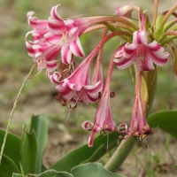 Południowa Afryka jest ojczyzną mnóstwa kwiatów.