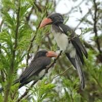 Toko czarnogłowy - Lophoceros alboterminatus - Crowned Hornbill