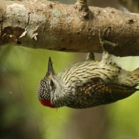 Dzięciolik złotosterny - Geocolaptes abingoni - Golden-tailed Woodpecker