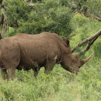 Nosorożec biały w Parku Narodowym Hluhluwe.