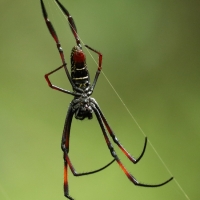 Na takie ogromne pająki trzeba uważać.