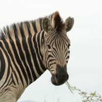 Zebra w Umfolozi.