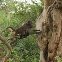 Pawiany w Parku Umfolozi.