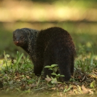 Mangusta.