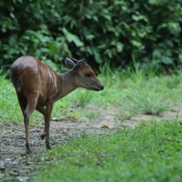 Antylopa dujker modry.