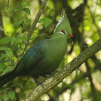 Turak ostroczuby - Tauraco livingstonii - Livingstone's Turaco