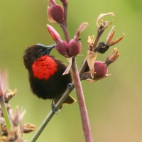 Nektarnik szkarłatny - Chalcomitra senegalensis - Scarlet-chested Sunbird