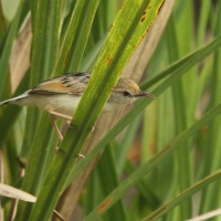 Chwastówka rechocząca - Cisticola chiniana - Rattling Cisticola