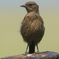Smolarek łuskowany - Myrmecocichla formicivora - Ant-eating Chat