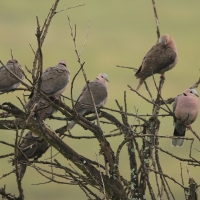 Synogarlica czerwonooka - Streptopelia semitorquata - Red-eyed Dove
