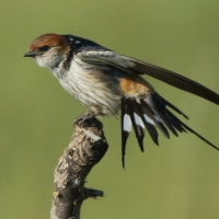 Jaskółka kreskowana - Cecropis cucullata - Greater Striped Swallow