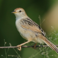Chwastówka zielna - Cisticola tinniens - Levaillant's Cisticola