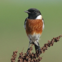 Kląskawka afrykańska - Saxicola torquatus - African Stonechat