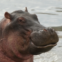 Hipopotam - Hippopotamus amphibius - Common hippopotamus
