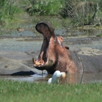 Hipopotam - Hippopotamus amphibius - Common hippopotamus