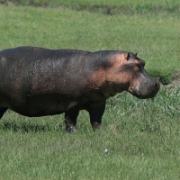 Hipopotam - Hippopotamus amphibius - Common hippopotamus