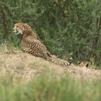 Gepard grzywiasty - Acinonyx jubatus - Cheetah