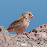 Gilak pustynny - Bucanetes githagineus - Trumpeter Finch