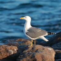 Mewa żółtonoga - Larus fuscus - Lesser Black-backed Gull