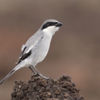 Dzierzba śródziemnomorska - Lanius meridionalis - Iberian Grey Shrike