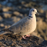 Sierpówka - Streptopelia decaocto - Eurasian Collared Dove