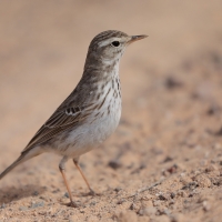 Świergotek kanaryjski - Corydalla berthelotii - Berthelot's Pipit