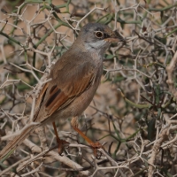 Pokrzewka okularowa - Curruca conspicillata - Spectacled Warbler