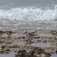 Piaskowiec - Calidris alba - Sanderling