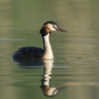 Perkoz dwuczuby - Podiceps cristatus - Great Crested Grebe