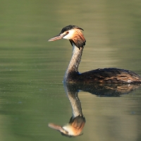 Perkoz dwuczuby - Podiceps cristatus - Great Crested Grebe