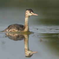 Perkoz dwuczuby - Podiceps cristatus - Great Crested Grebe