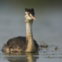 Perkoz dwuczuby - Podiceps cristatus - Great Crested Grebe