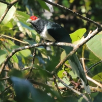 Kukuła białobrzucha - Phaenicophaeus pyrrhocephalus - Red-faced Malkoha