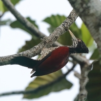 Sułtan szkarłatny - Chrysocolaptes stricklandi - Crimson-backed Flameback