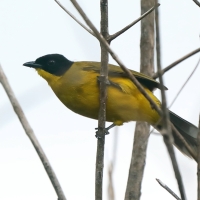 Bilbil czarnoczuby - Pycnonotus melanicterus - Black-crested Bulbul