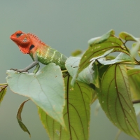 Zmiennogama pospolita.